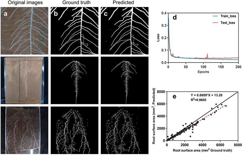 图1 U-Net模型根系分割结果.png