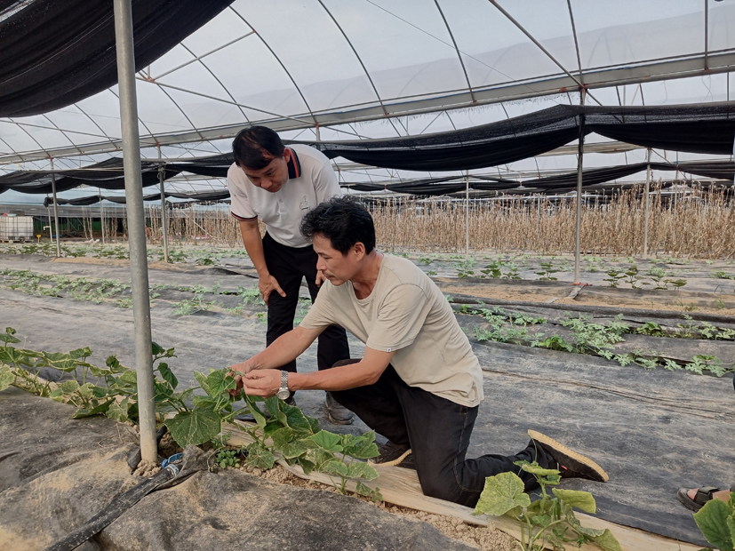 蔬菜产业专家团三亚工作站专家在三亚指导夏季豇豆生产.jpg