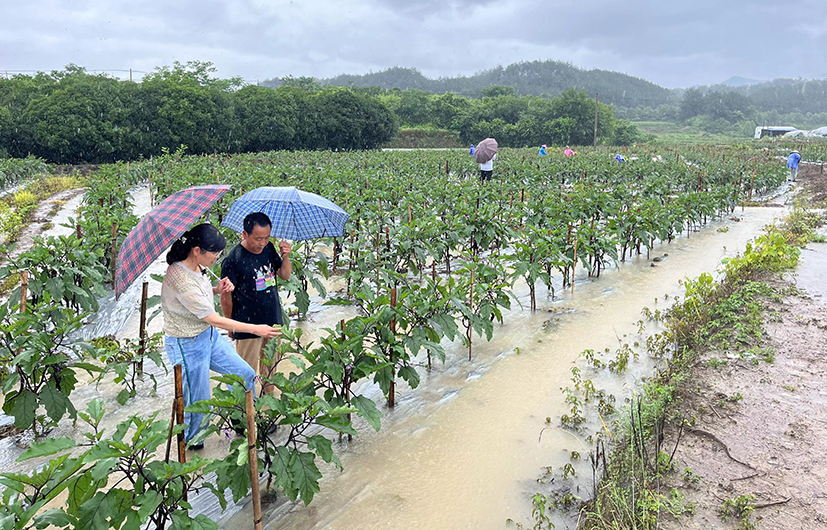 3安徽黄山露地茄子水淹后应对技术指导.jpg