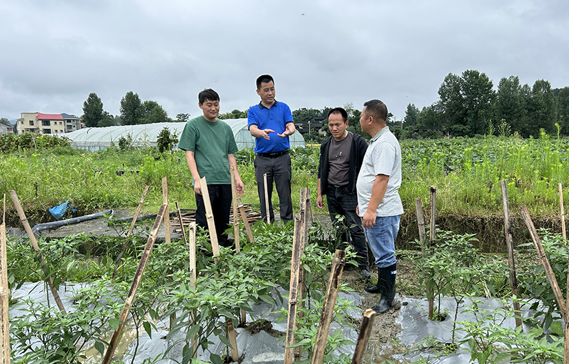 图2-常德工作站专家在鼎城区蔬菜基地现场查看受灾情况并进行技术指导.jpg